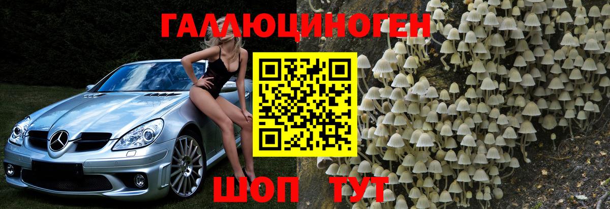 Галлюциногенные грибы Psilocybe Димитровград